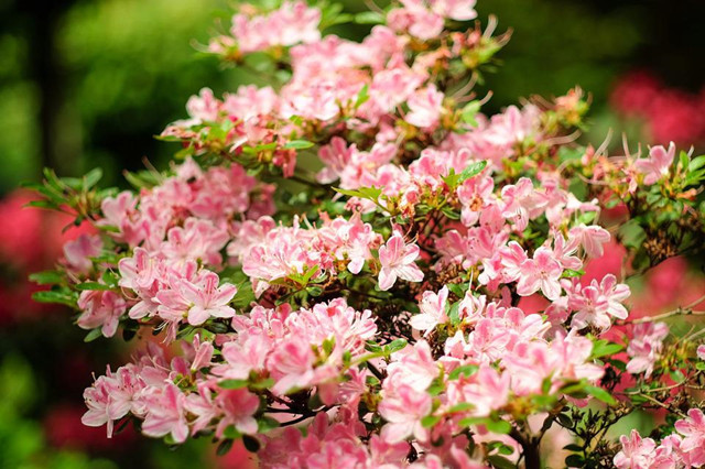 庭院花卉植物