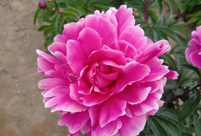 芍药花