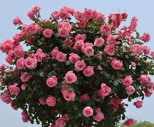 别墅庭院栽种几棵中国独特花树-树状月季，韵味悠长，花香袭人
