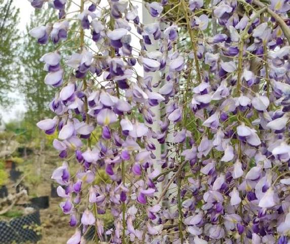 别墅庭院芬芳四溢的三种树木：紫藤，桂花树，丁香花的养护方法